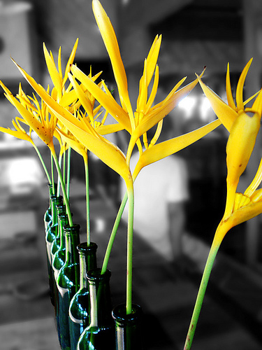 yellow bird of paradise flowers in green bottles