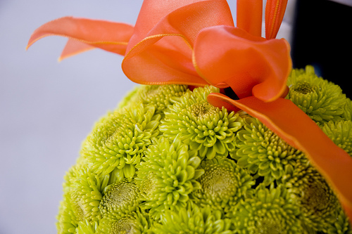 chrysanthemum flower ball