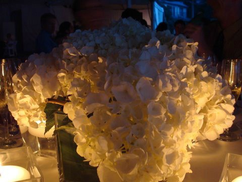 Hydrangeas in square vases