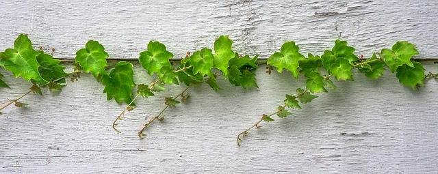 ivy wedding table