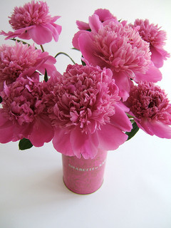 pink carnations