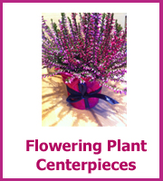 inexpensive plant centerpieces