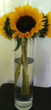 sunflowers in tall cylinder vase