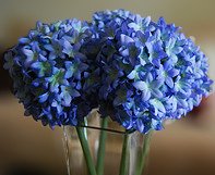 Hydrangeas for fruit centerpiece