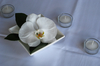 white orchid flower on white plate